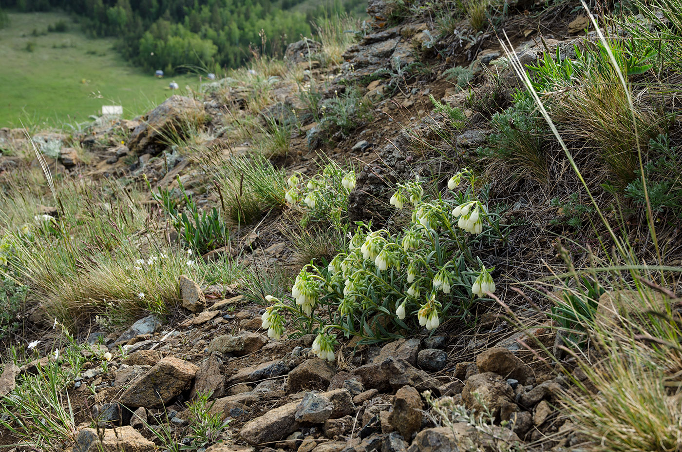 Image of Onosma simplicissima specimen.