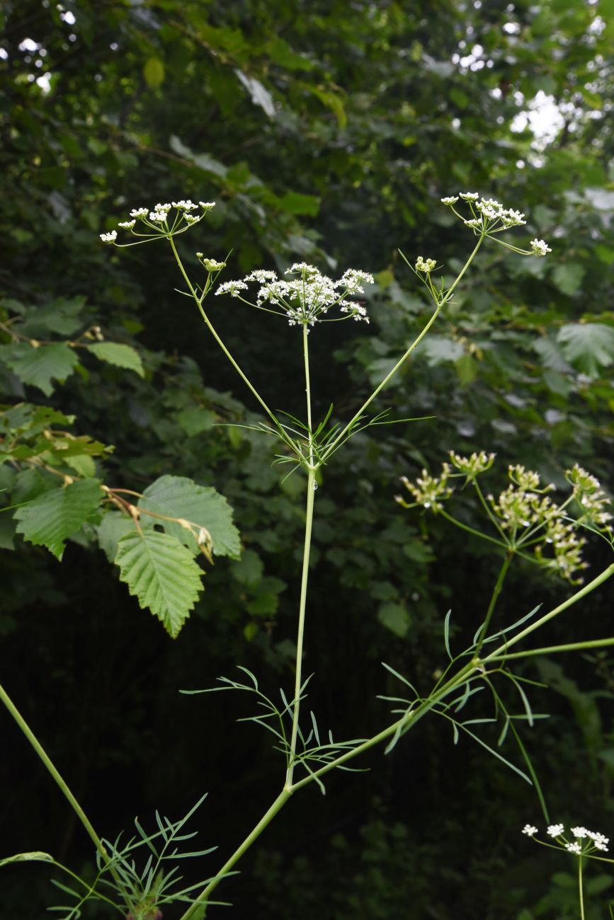 Изображение особи семейство Apiaceae.