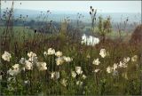 Anemone sylvestris