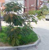 Albizia julibrissin