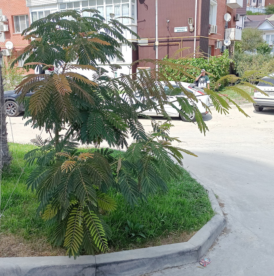 Изображение особи Albizia julibrissin.