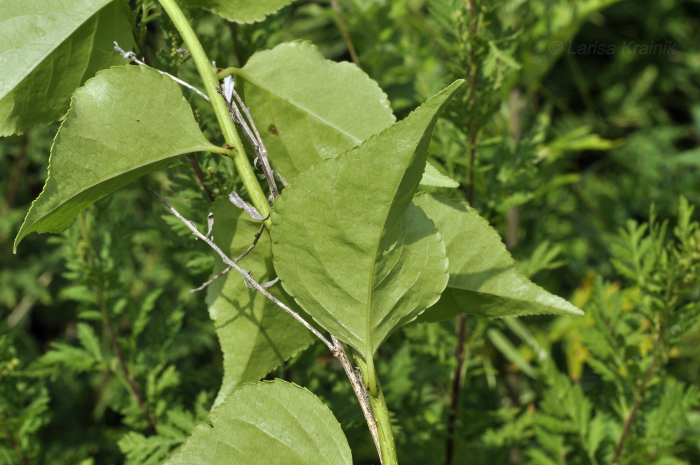 Image of Celastrus orbiculata specimen.