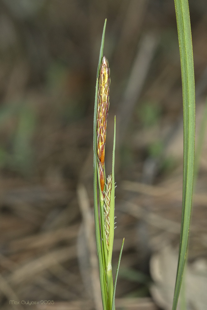 Image of Carex cuspidata specimen.