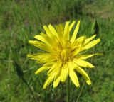 View full-size image Scorzonera hispanica