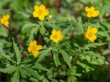 Anemone ranunculoides. Верхушки цветущих растений. Ленинградская обл., Ломоносовский р-н, дол. р. Шингарка, мелколиственный лес вблизи берега. 01.05.2025.