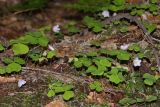 Oxalis acetosella. Цветущие растения на гнилом замшелом стволе. Карачаево-Черкесия, Домбай близ устья р. Аманауз, пихтовый лес. 31.05.2008.