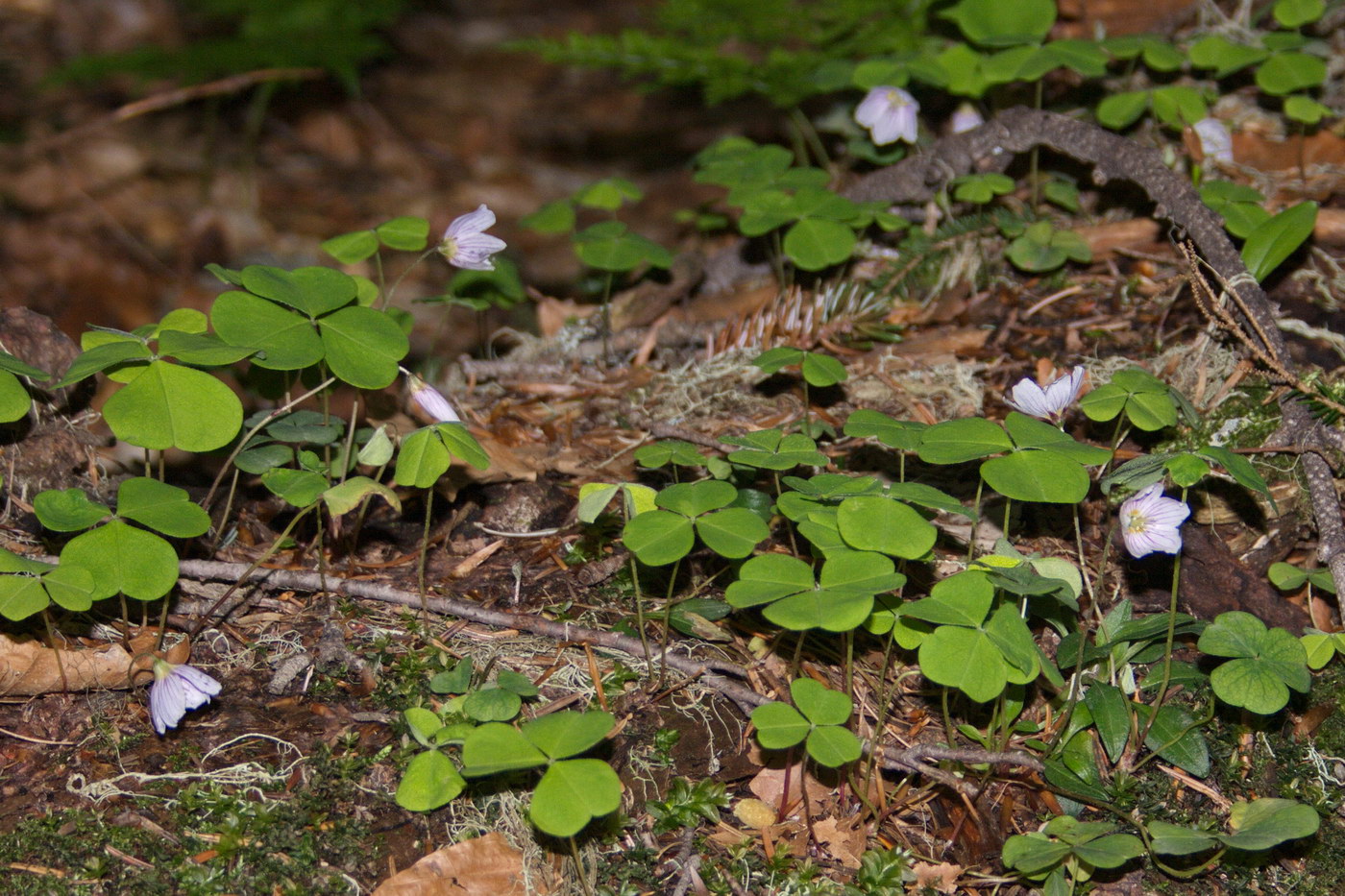 Image of Oxalis acetosella specimen.