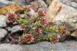 Sedum tenellum. Цветущее растение. Карачаево-Черкесия, Домбай, гора Мусса-Ачитара, 2800 м н.у.м., на каменистом склоне. 07.07.2015.