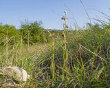 Ophrys apifera. Цветущие растения. Краснодарский край, Крымский р-н, окр. станицы Неберджаевская, ур. Темрючки, старый заброшенный мергелевый карьер, дно карьера, среди куртин Bothriochloa ischaemum. 06.06.2025.