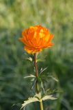 Trollius asiaticus