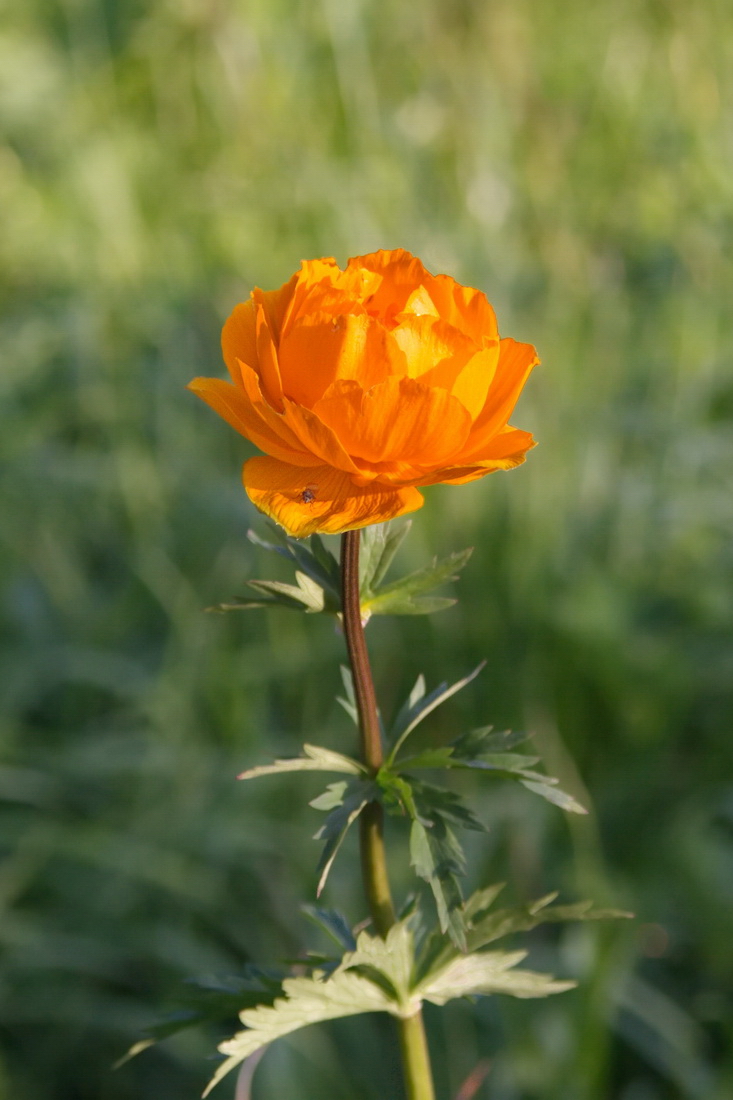Изображение особи Trollius altaicus.