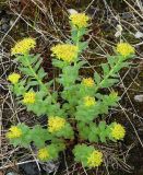 Rhodiola rosea. Цветущее растение. Коми, Интинский р-н, пос. Желанный, Приполярный Урал, долина р. Балбанью, техногенная площадка. 04.07.2010.