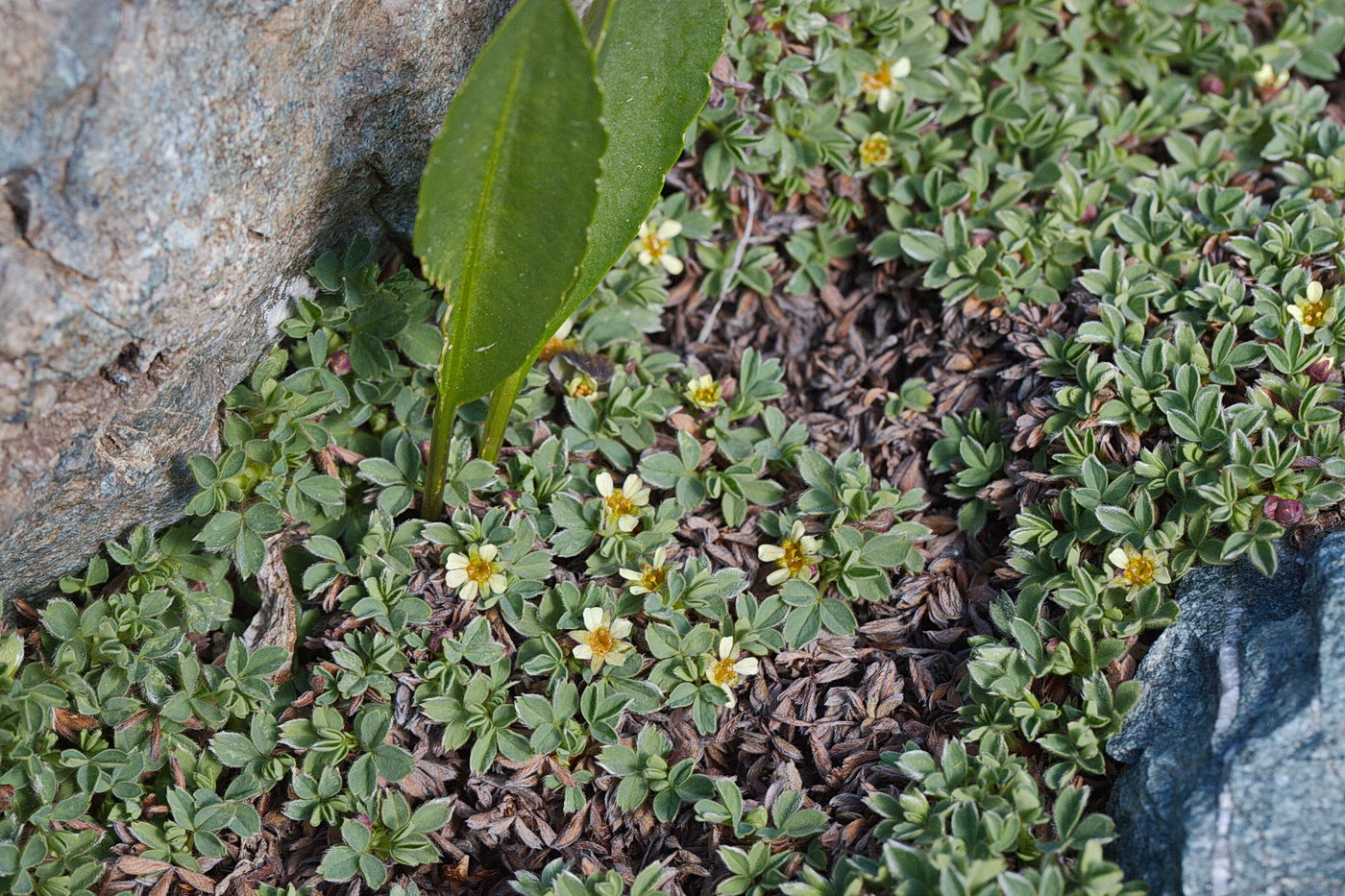 Image of Sibbaldia tetrandra specimen.