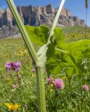 Heracleum asperum