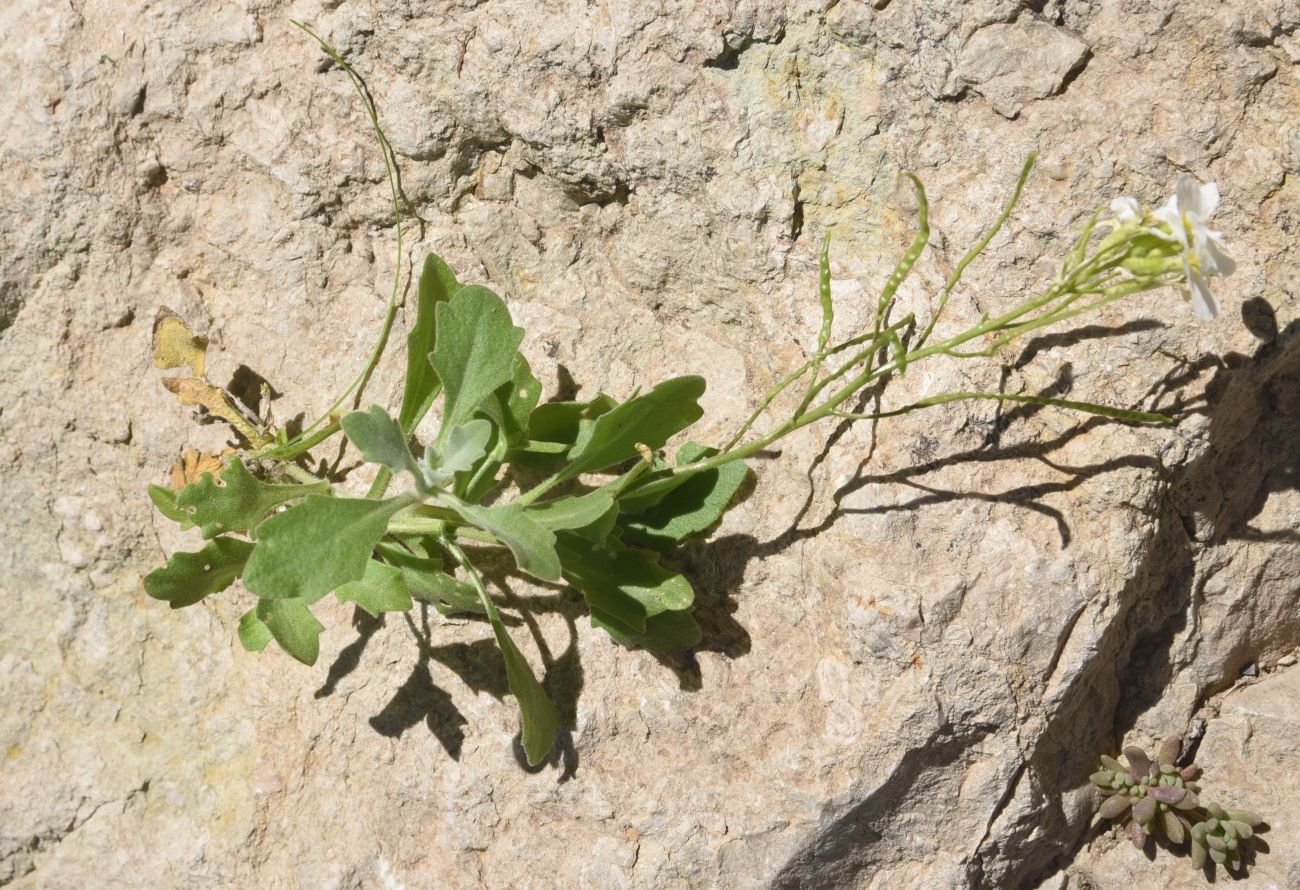 Изображение особи Arabis caucasica.