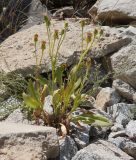 Senecio paulsenii