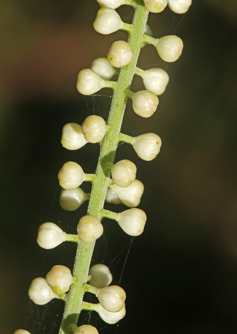 Изображение особи Cimicifuga heracleifolia.