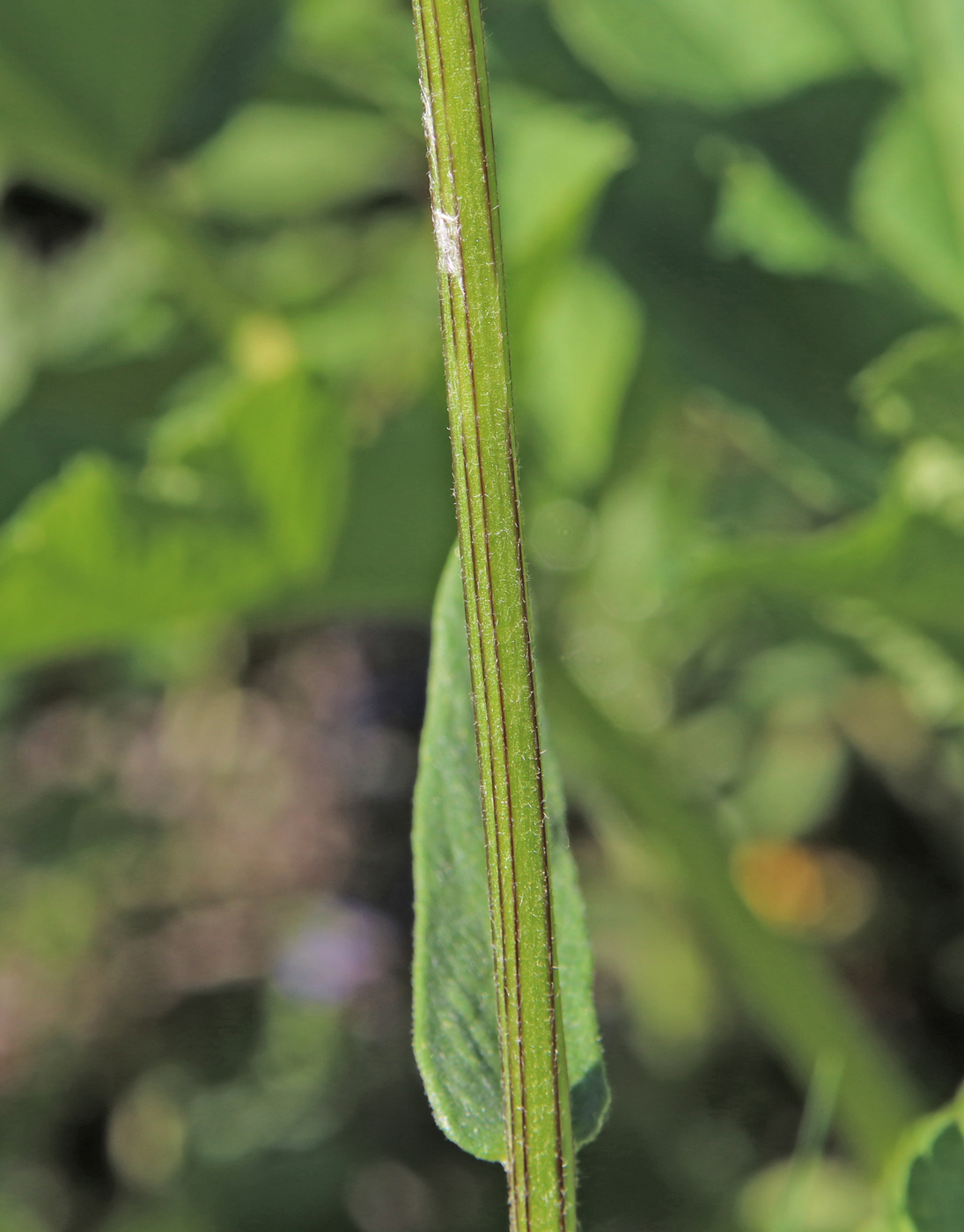 Image of Tephroseris integrifolia specimen.