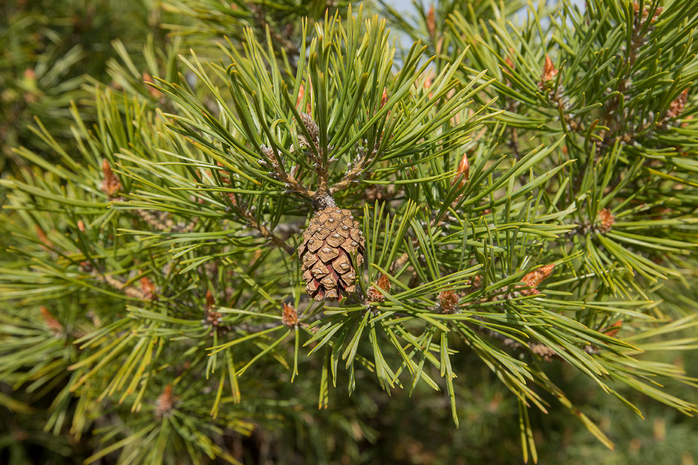 Image of Pinus sylvestris specimen.