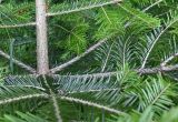Abies alba