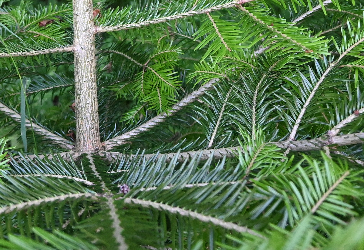 Изображение особи Abies alba.
