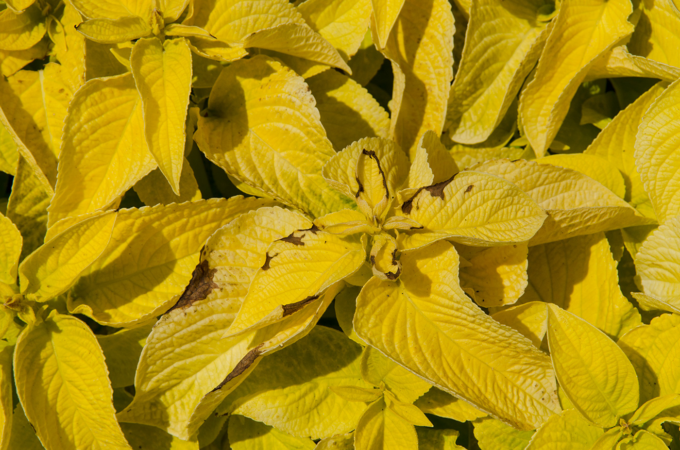 Image of Coleus scutellarioides specimen.
