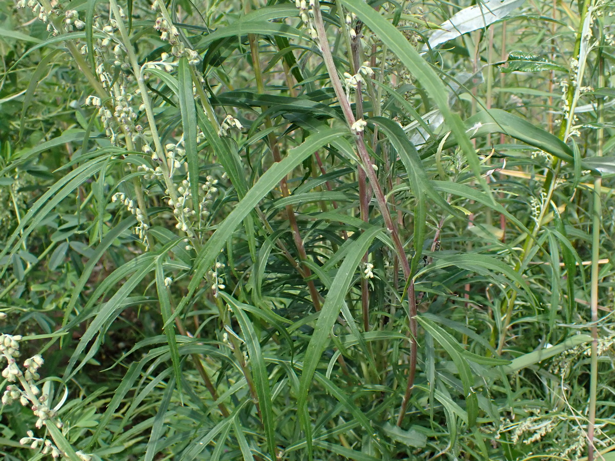 Image of genus Artemisia specimen.