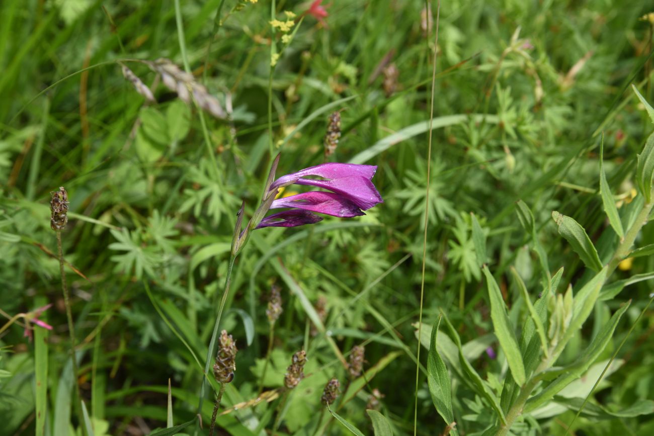 Изображение особи род Gladiolus.