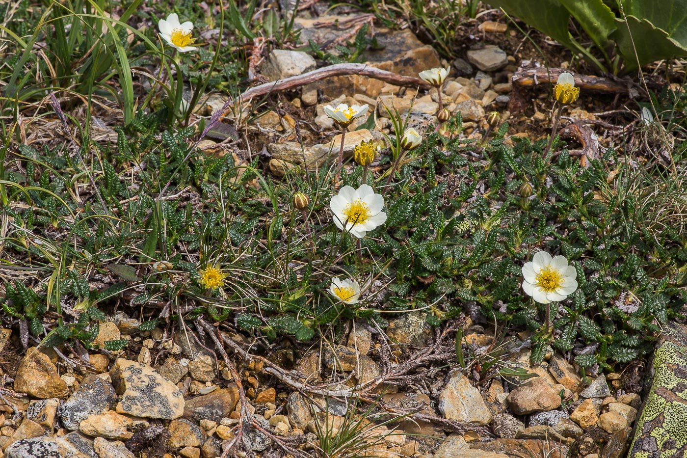 Image of Dryas octopetala ssp. subincisa specimen.