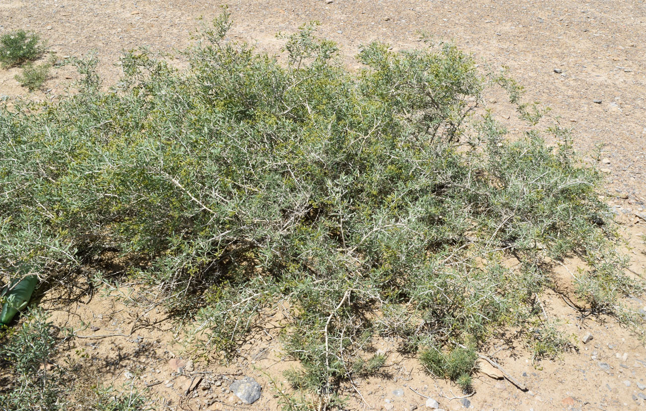 Image of Nitraria schoberi specimen.