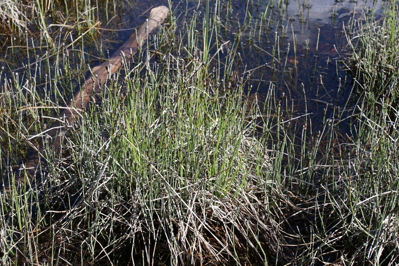 Изображение особи Equisetum variegatum.