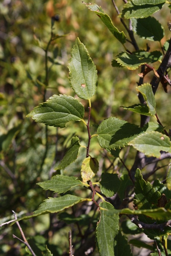 Image of Celtis glabrata specimen.