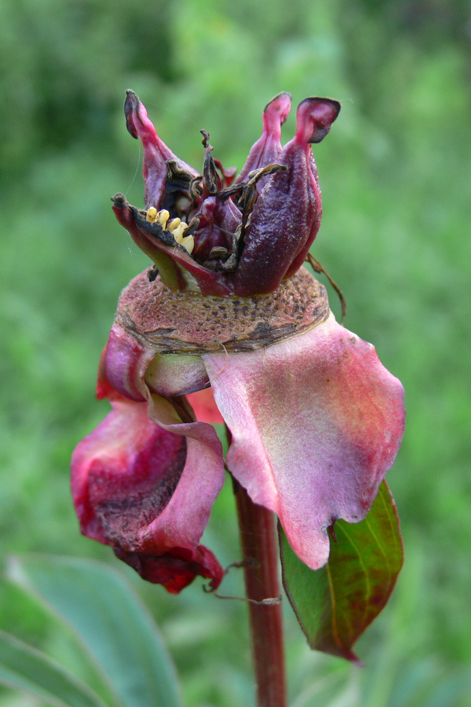Image of Paeonia lactiflora specimen.