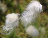 род Eriophorum. Плодоносящие растения. Азербайджан, Нахчыван, Ордубадский р-н, окр. с. Нюргют, близ оз. Гек-гель, Зангезурский хр., альпийский луг. 25.07.2025.