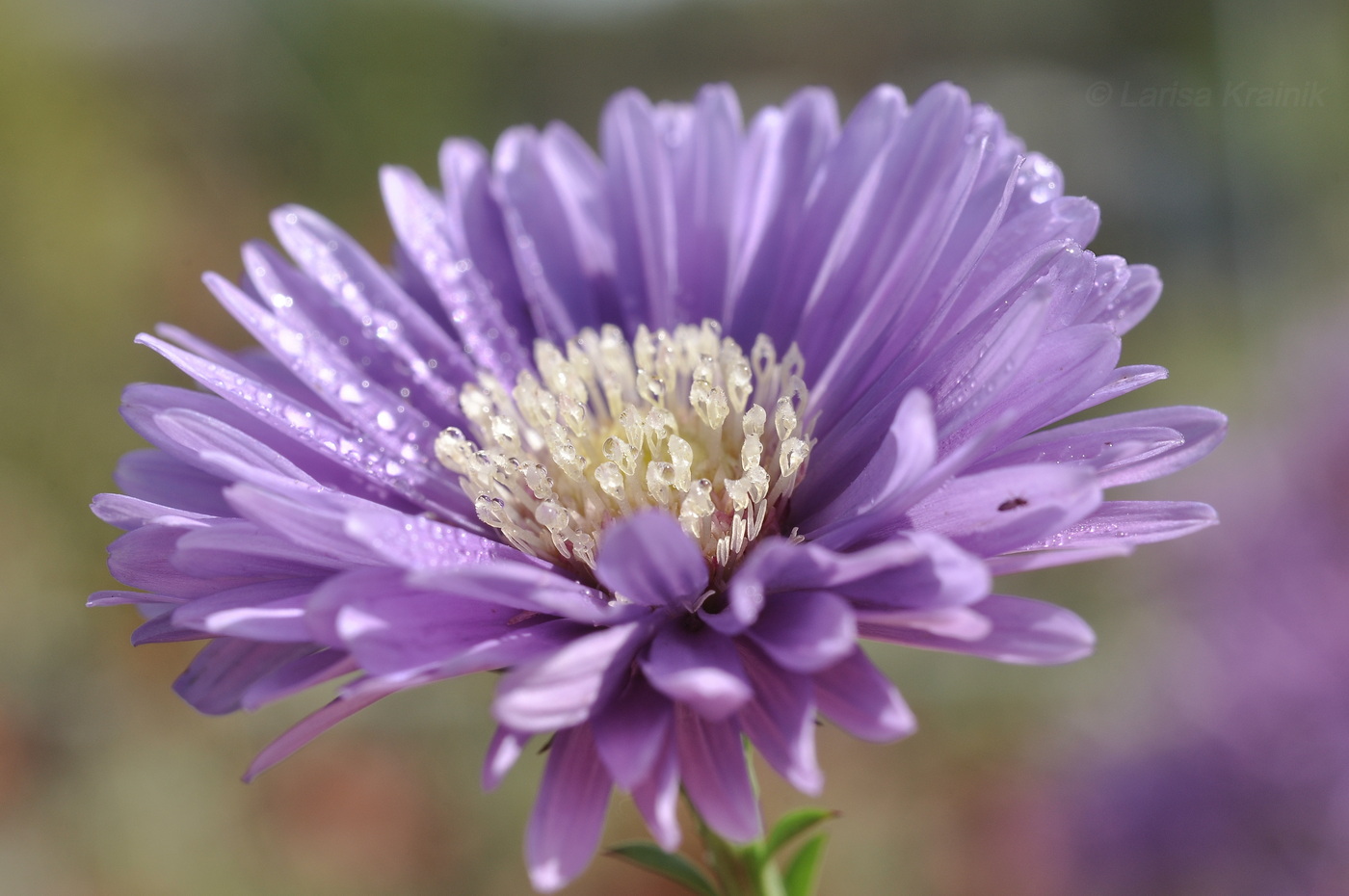 Изображение особи род Symphyotrichum.