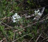 род Corydalis. Цветущее растение. Адыгея, Кавказский биосферный запов., у ретранслятора, луг. 7 мая 2025 г.