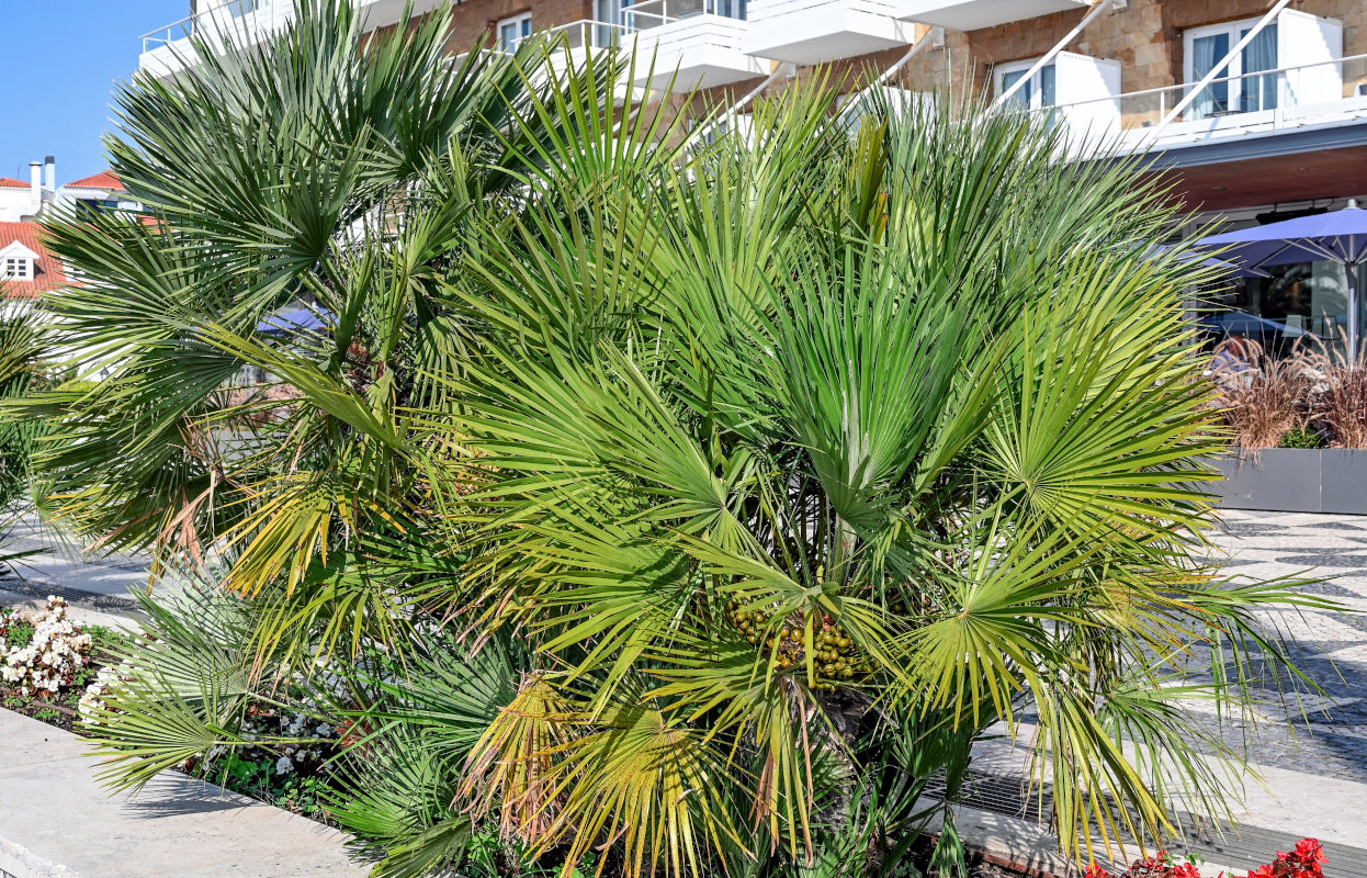Image of Chamaerops humilis specimen.