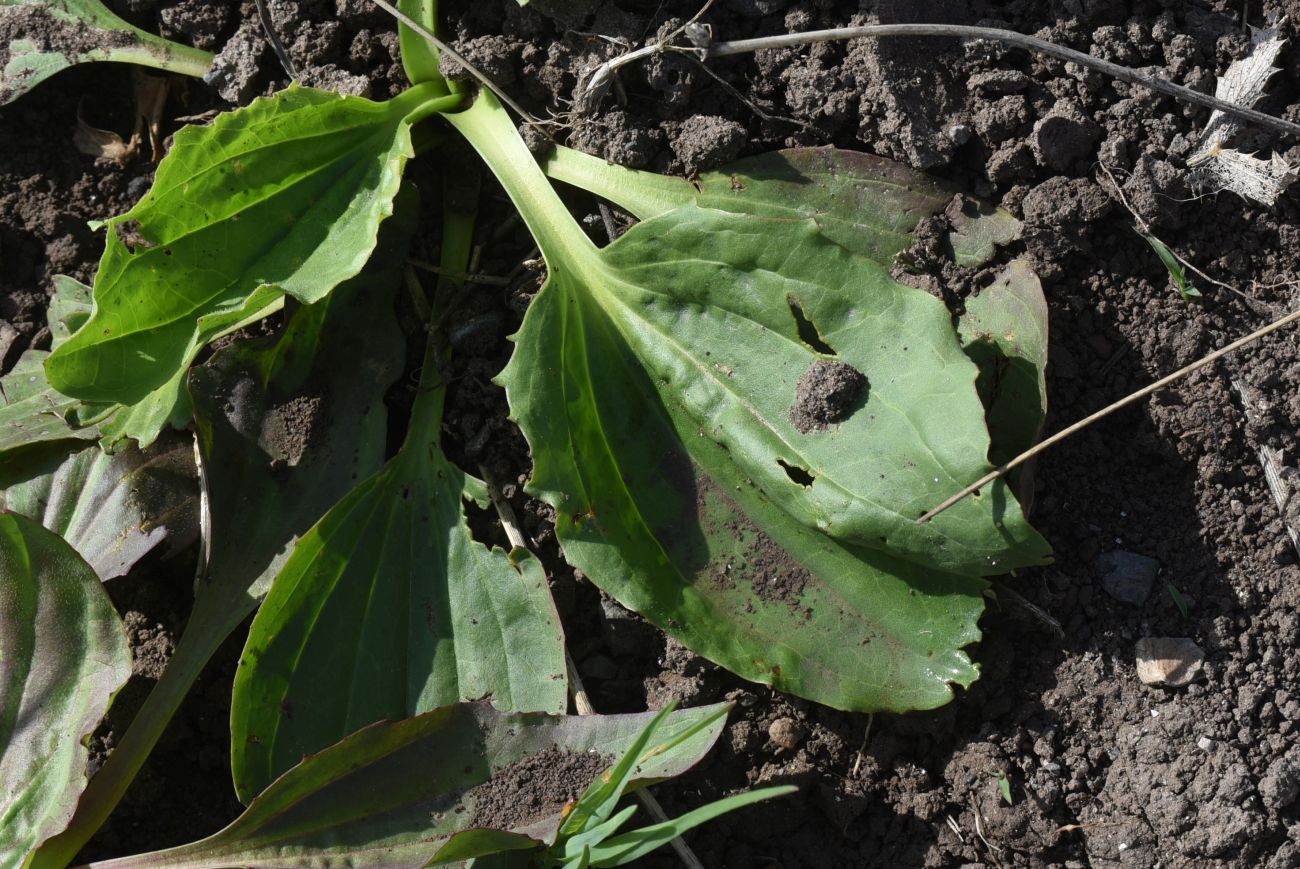 Изображение особи Plantago major.
