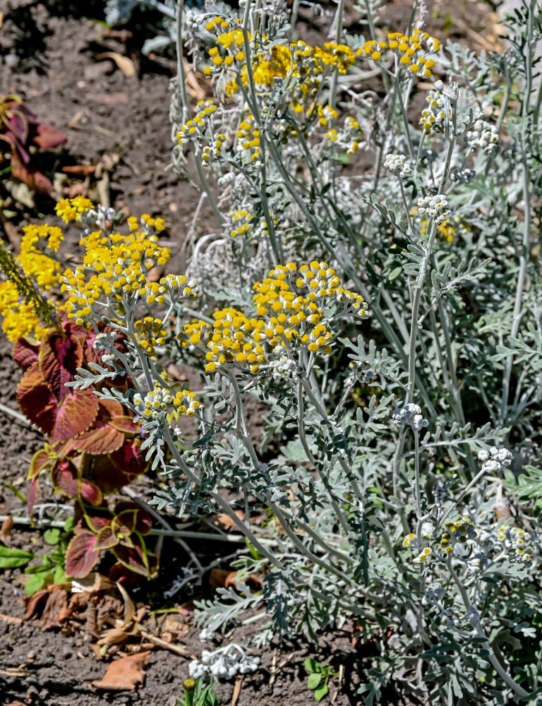 Image of Senecio cineraria specimen.