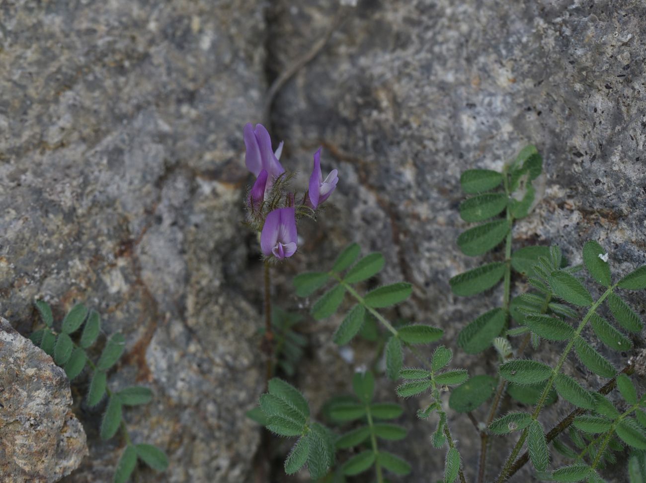 Image of familia Fabaceae specimen.