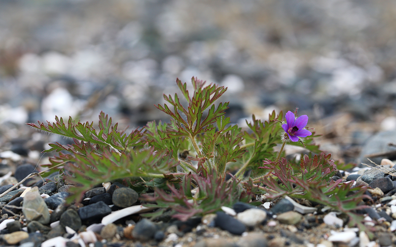 Изображение особи Erodium stephanianum.