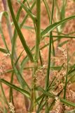 Tragopogon dubius