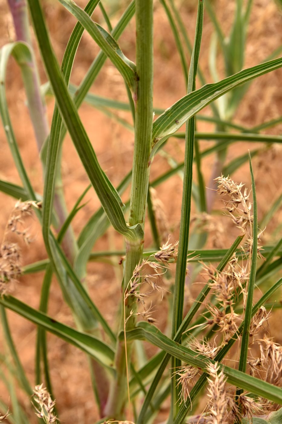 Image of Tragopogon dubius specimen.