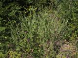 Scutellaria albida