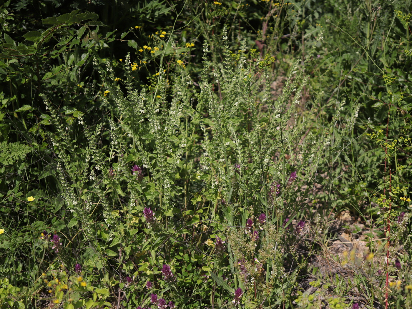 Image of Scutellaria albida specimen.