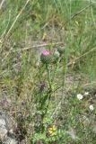 unknown species. Верхушка расцветающего растения. Грузия, край Самцхе-Джавахети, ок. крепости Тмогви, выс. 1370 м н.у.м., горная степь. 6 июня 2026 г.