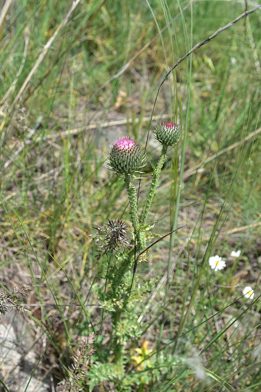 Image of genus Carduus specimen.