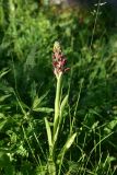 unknown species. Цветущее растение. Грузия, край Самцхе-Джавахети, Ахалцихский муниципалитет, 1,4 км от окр. с. Гуркели, левый борт р. Цинубанисцкали, выс. 1000 м н.у.м., луг, сырой участок. 8 июня 2026 г.