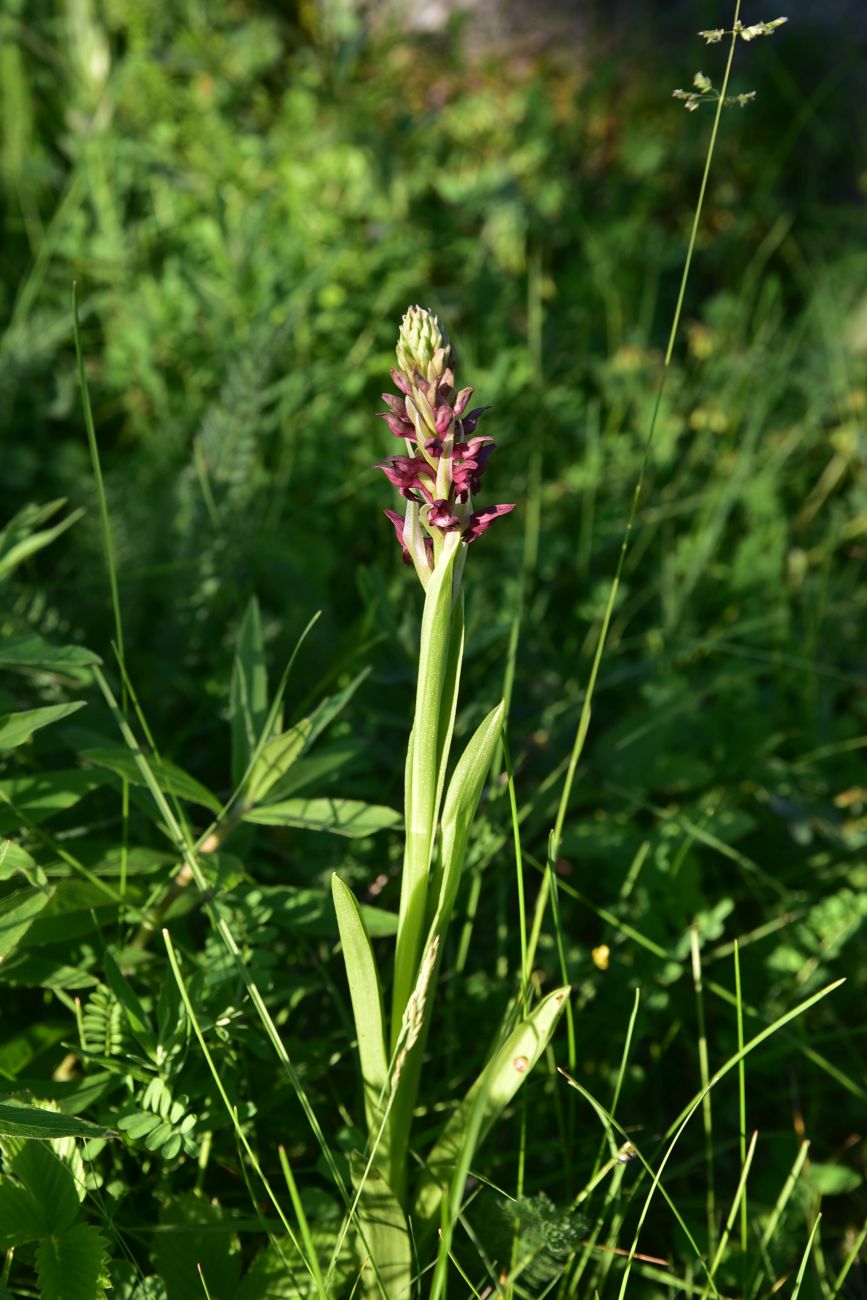 Image of Anacamptis coriophora specimen.