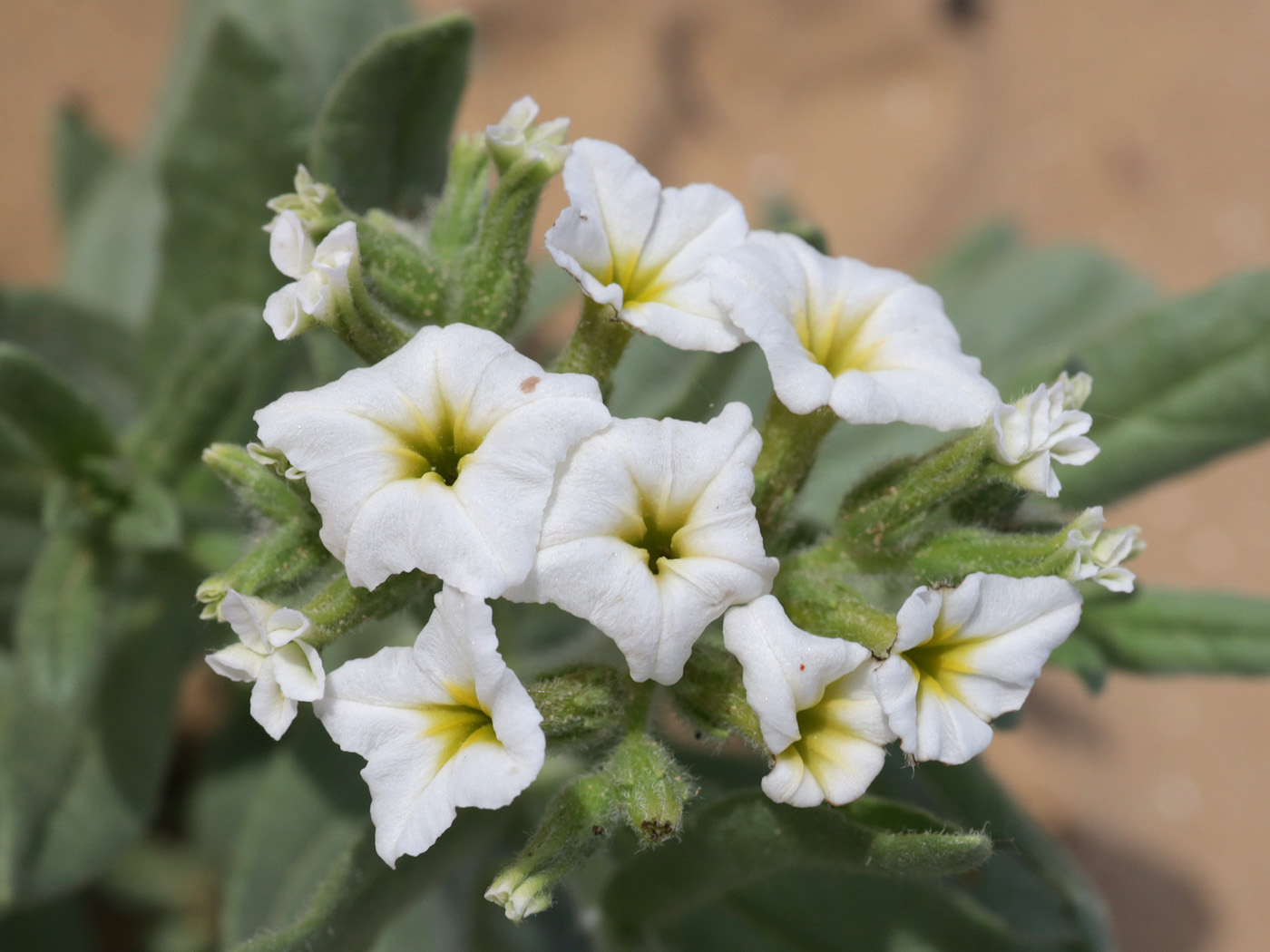 Image of Argusia sibirica specimen.